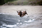 dachshund runs into the water