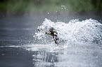 dachshund runs into the water