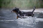 dachshund runs into the water