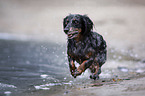 dachshund runs into the water