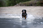 dachshund runs into the water