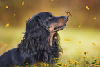 Dachshund portrait