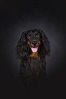 Dachshund