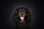 Dachshund