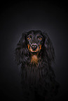 Dachshund