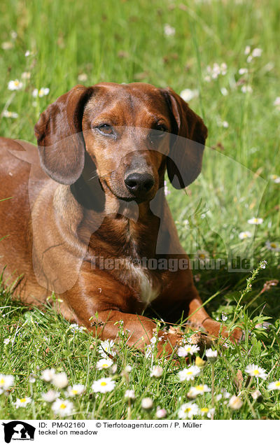 Dackel auf Wiese / teckel on meadow / PM-02160
