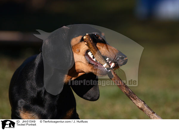 Dackel Portrait / Teckel Portrait / JH-01549