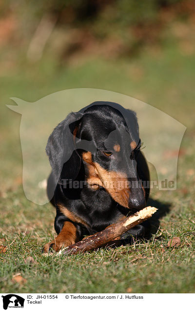 Dackel / Teckel / JH-01554