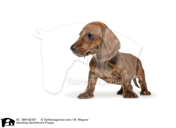 stehender Dackel Welpe / standing Dachshund Puppy / MW-08367