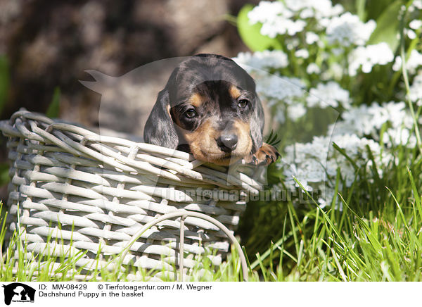 Dachshund Puppy in the basket / MW-08429