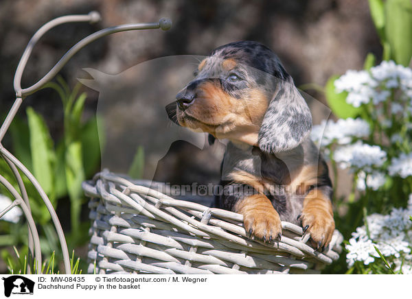 Dackelwelpe im Krbchen / Dachshund Puppy in the basket / MW-08435