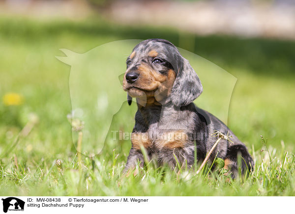 sitting Dachshund Puppy / MW-08438