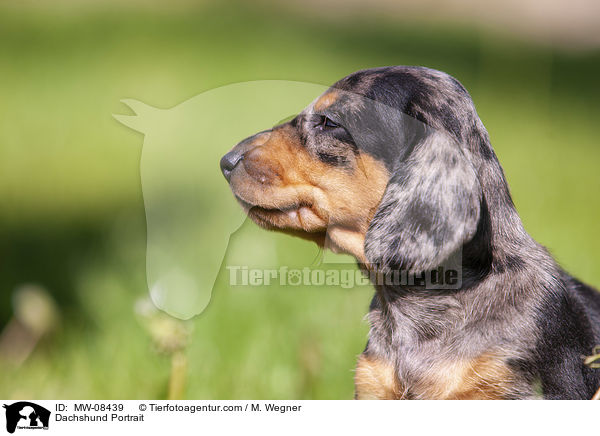 Dachshund Portrait / MW-08439