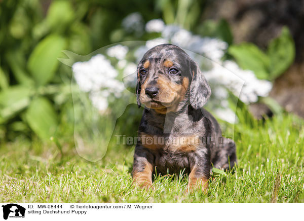 sitting Dachshund Puppy / MW-08444