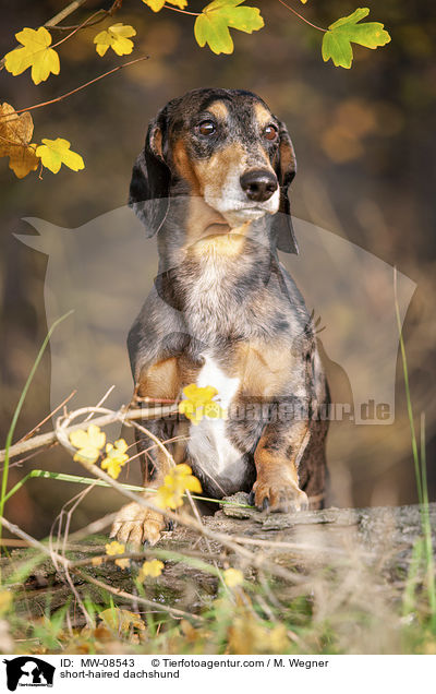 short-haired dachshund / MW-08543