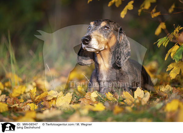 lying Dachshund / MW-08547