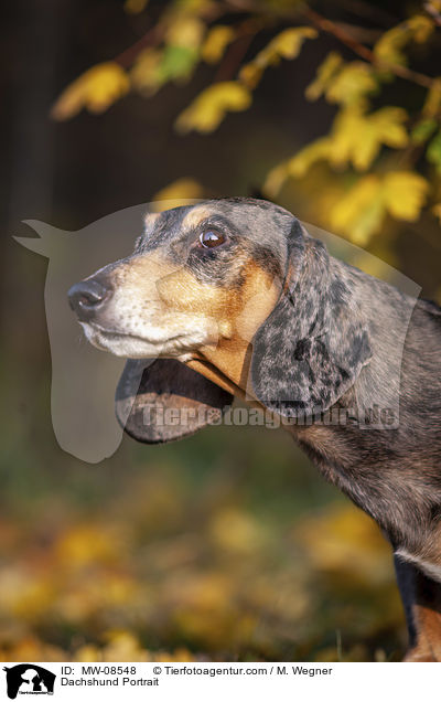 Dachshund Portrait / MW-08548