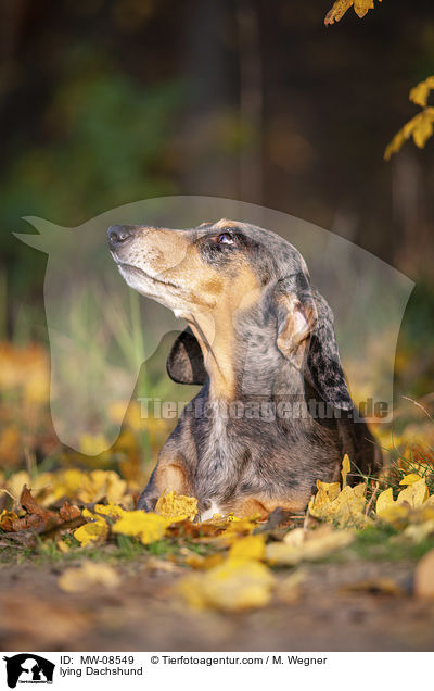 lying Dachshund / MW-08549