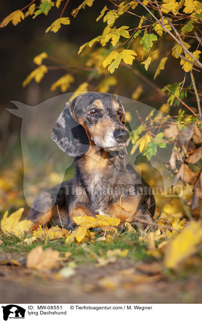 lying Dachshund / MW-08551
