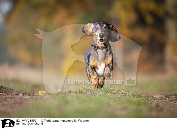 running Dachshund / MW-08556