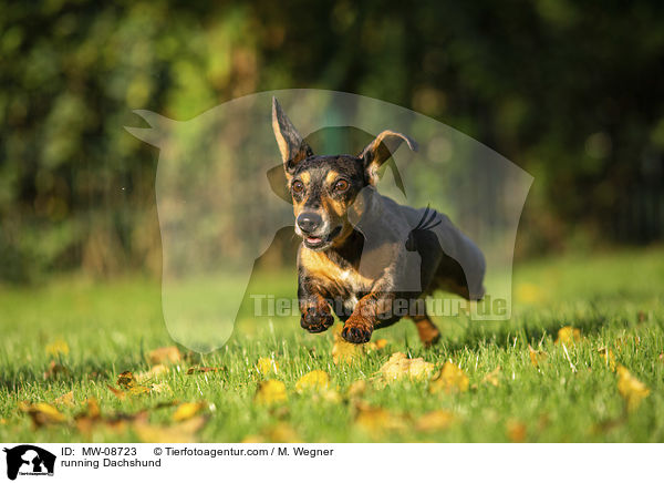 running Dachshund / MW-08723