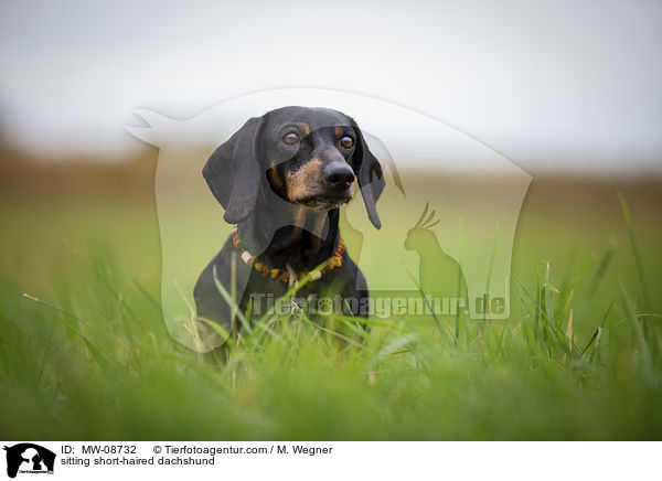 sitzender Kurzhaardackel / sitting short-haired dachshund / MW-08732