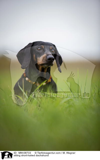 sitzender Kurzhaardackel / sitting short-haired dachshund / MW-08733