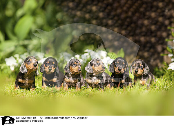 Dachshund Puppies / MW-08440