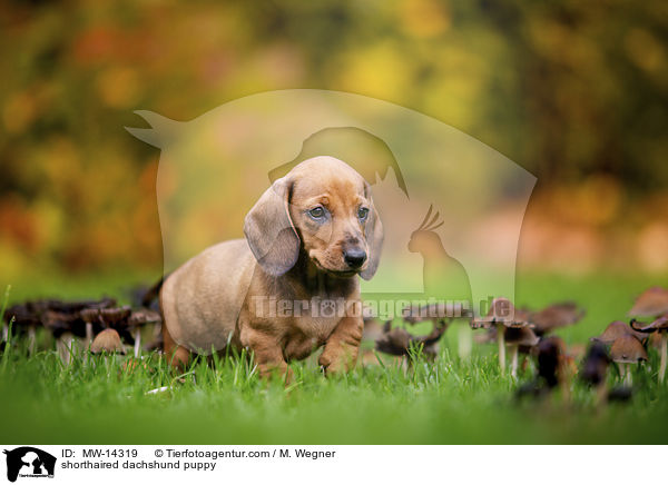 Kurzhaar Dackel Welpe / shorthaired dachshund puppy / MW-14319