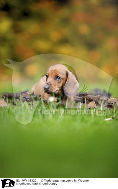 Kurzhaar Dackel Welpe / shorthaired dachshund puppy / MW-14320