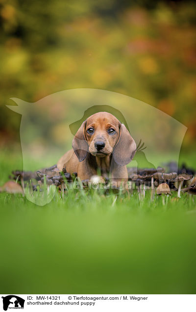 Kurzhaar Dackel Welpe / shorthaired dachshund puppy / MW-14321