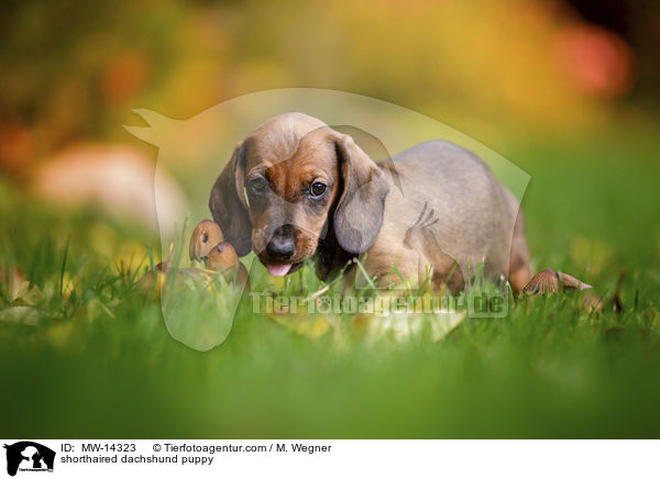 Kurzhaar Dackel Welpe / shorthaired dachshund puppy / MW-14323