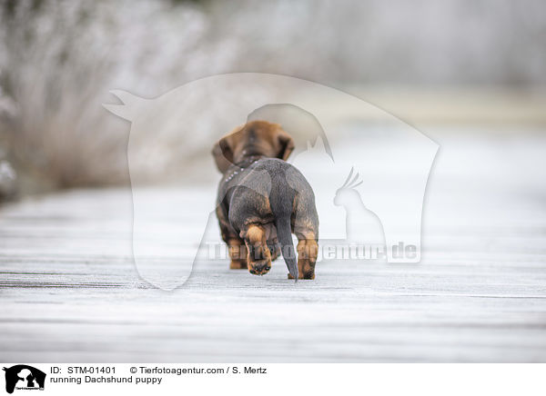 running Dachshund puppy / STM-01401