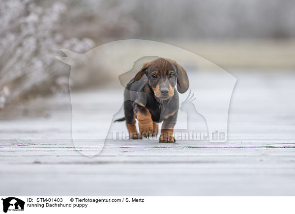 running Dachshund puppy / STM-01403