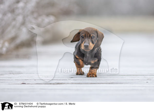 running Dachshund puppy / STM-01404