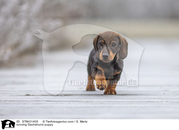 running Dachshund puppy / STM-01405