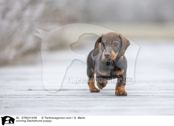running Dachshund puppy / STM-01406