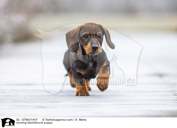 running Dachshund puppy / STM-01407