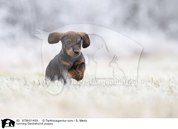 rennender Dackelwelpe / running Dachshund puppy / STM-01409