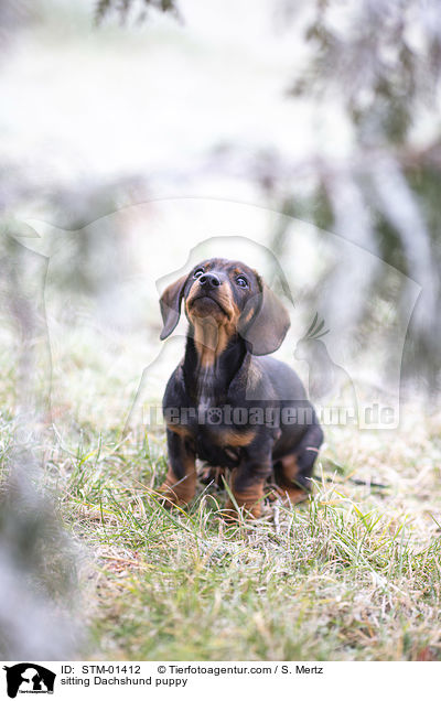 sitzender Dackelwelpe / sitting Dachshund puppy / STM-01412