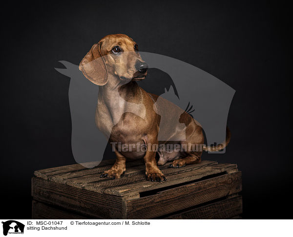 sitzender Kurzhaardackel / sitting Dachshund / MSC-01047