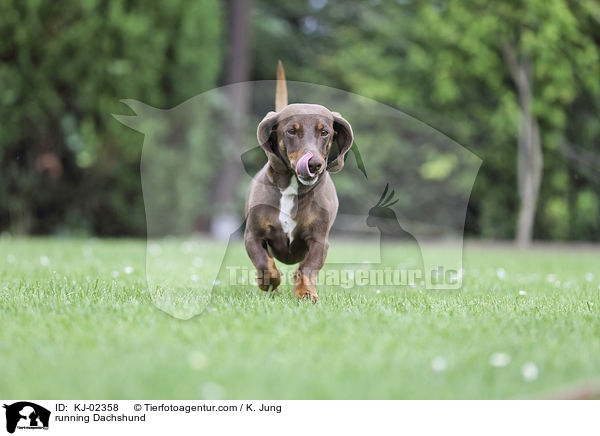 running Dachshund / KJ-02358