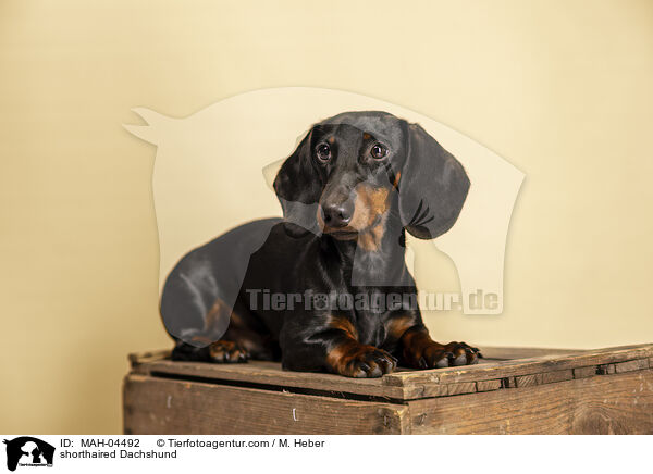 Kurzhaardackel / shorthaired Dachshund / MAH-04492