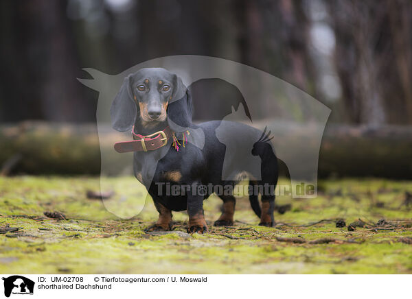 Kurzhaardackel / shorthaired Dachshund / UM-02708
