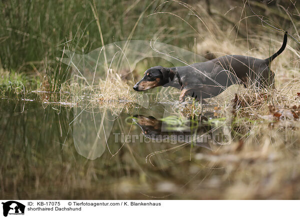 Kurzhaardackel / shorthaired Dachshund / KB-17075