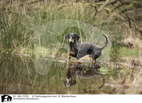 Kurzhaardackel / shorthaired Dachshund / KB-17078