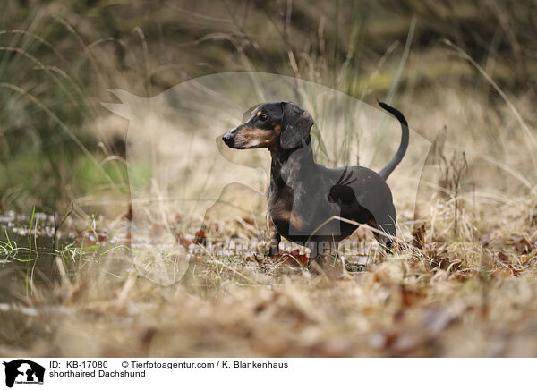 shorthaired Dachshund / KB-17080