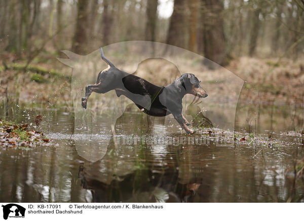 Kurzhaardackel / shorthaired Dachshund / KB-17091