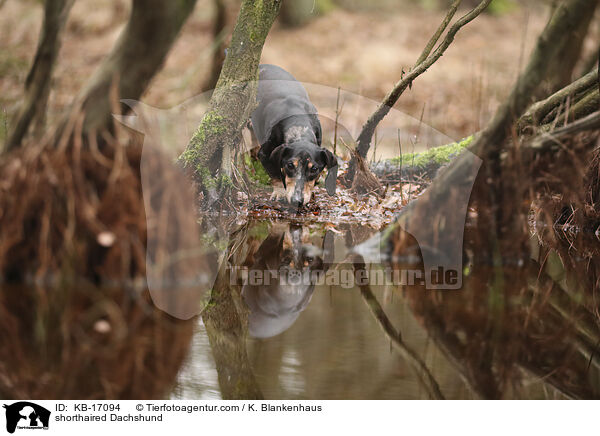 Kurzhaardackel / shorthaired Dachshund / KB-17094