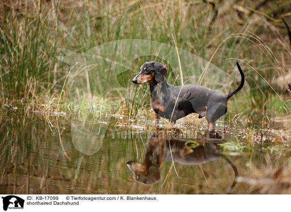 Kurzhaardackel / shorthaired Dachshund / KB-17099
